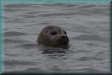 Zeehond
